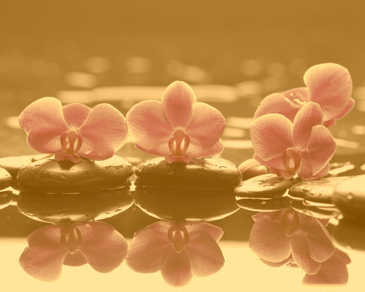 Орхидеи на камнях обои