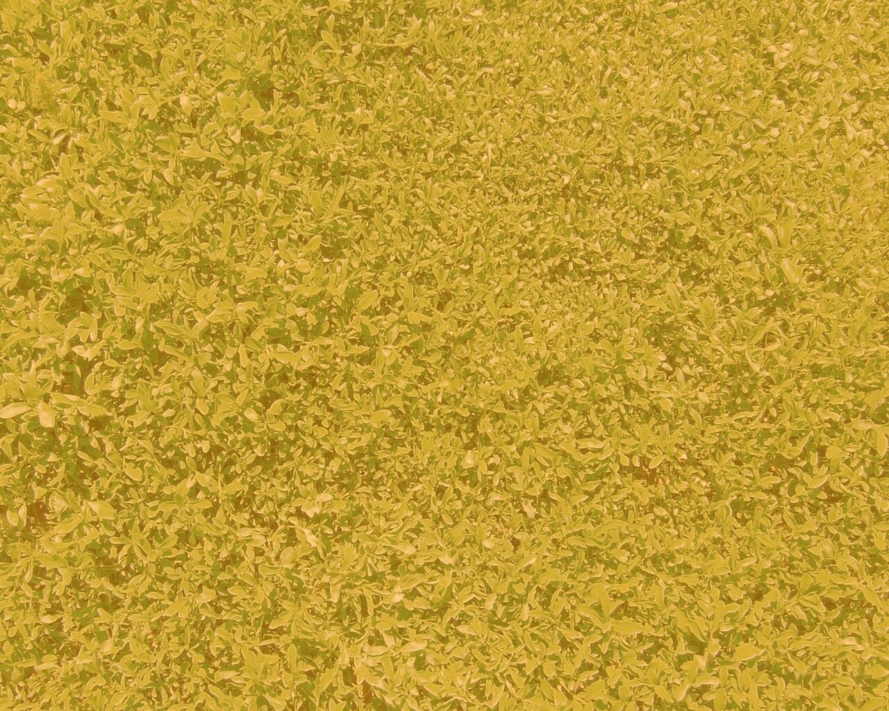 Чайные листья обои