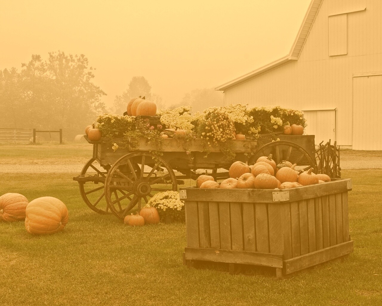 Урожай тыков обои