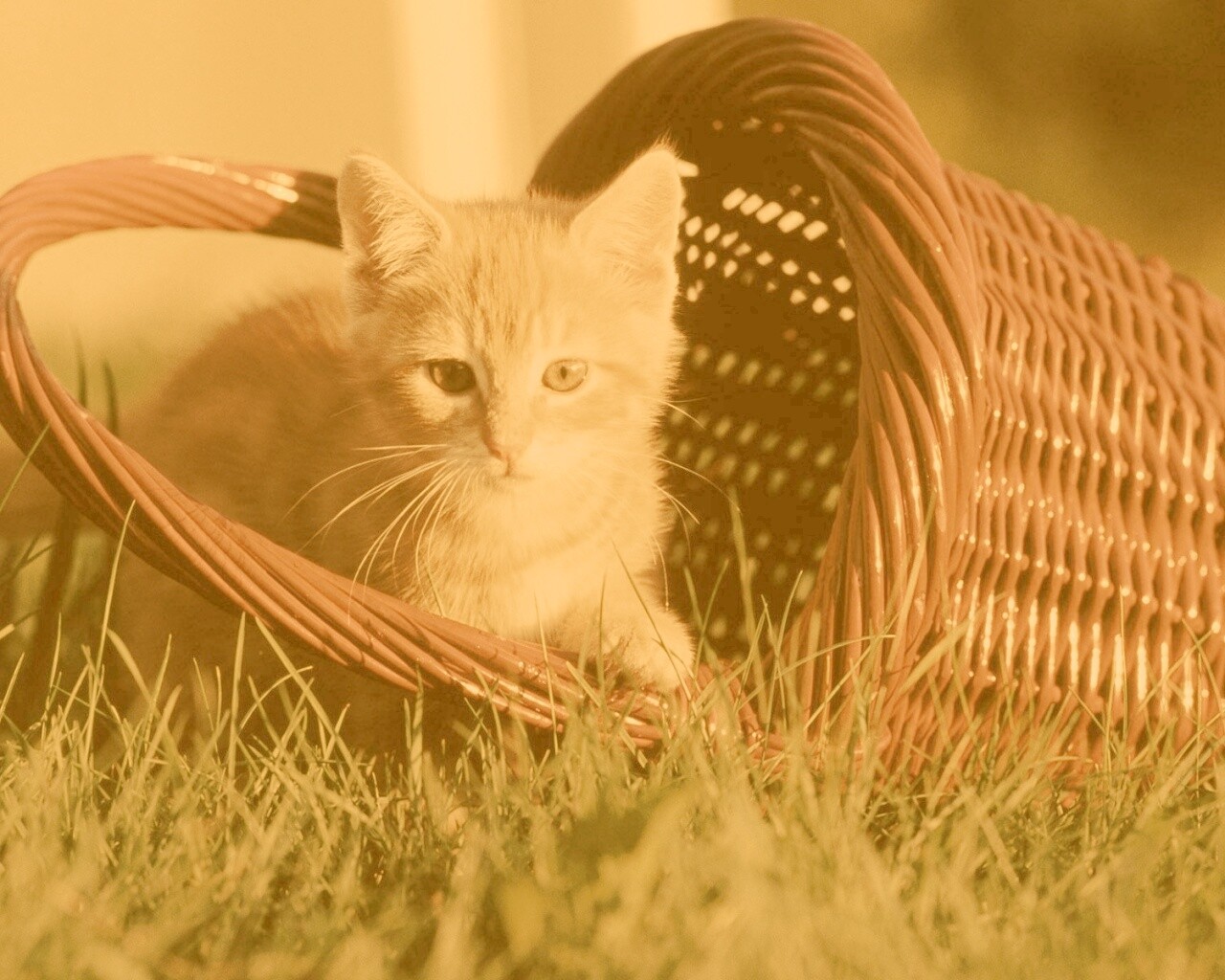 Рыжий котенок в корзине обои