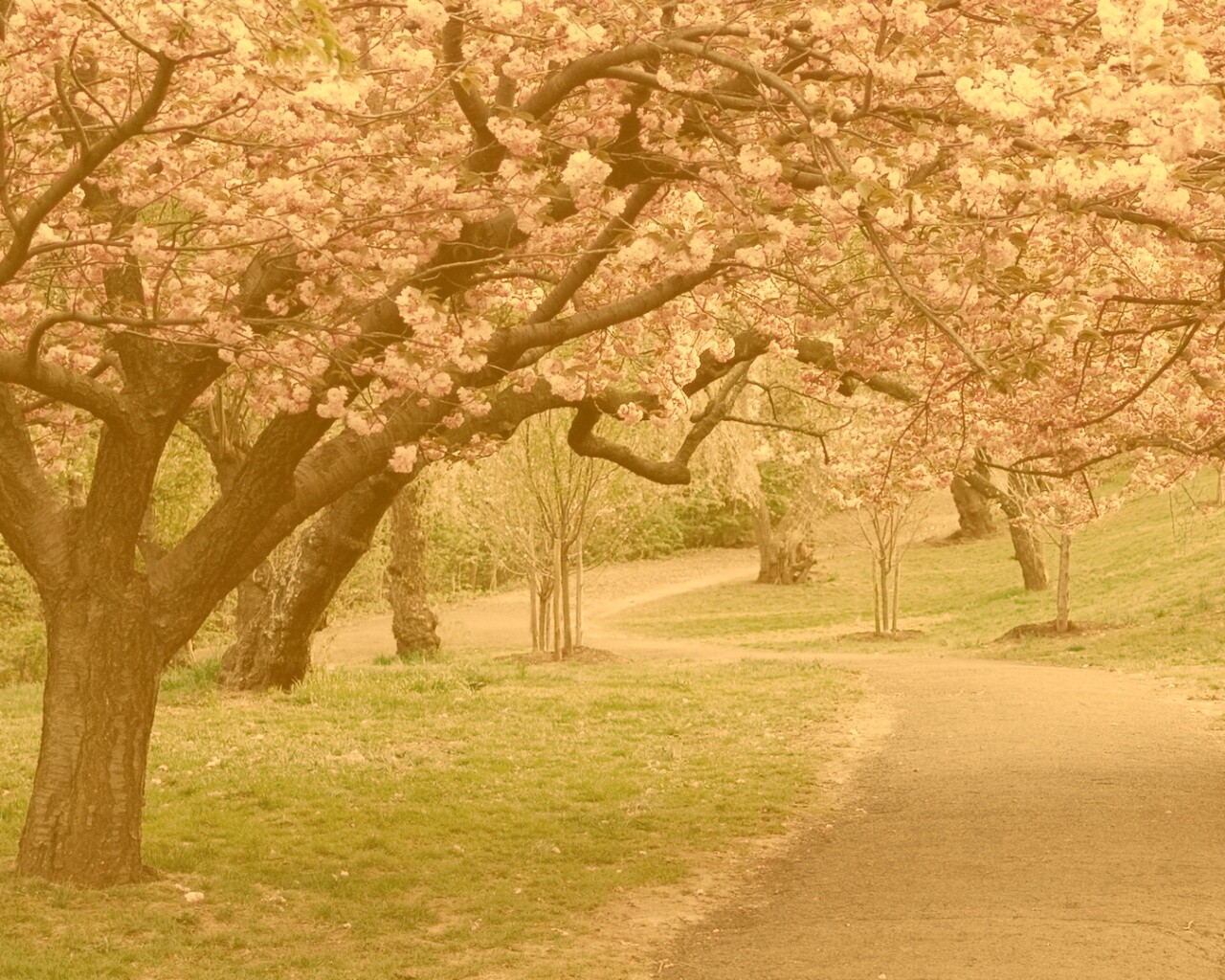 Дорожка между деревьями обои