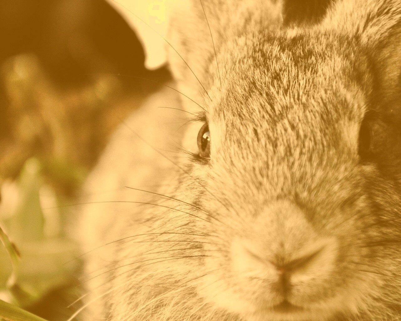 Пухлый кролик обои