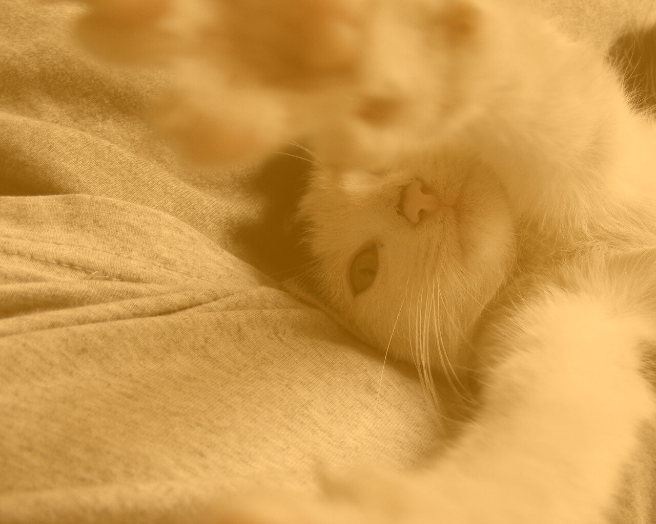 Кот фоткает сам себя обои