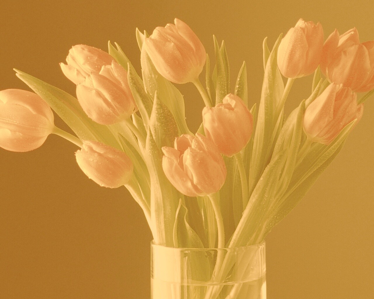 Букет тюльпанов обои