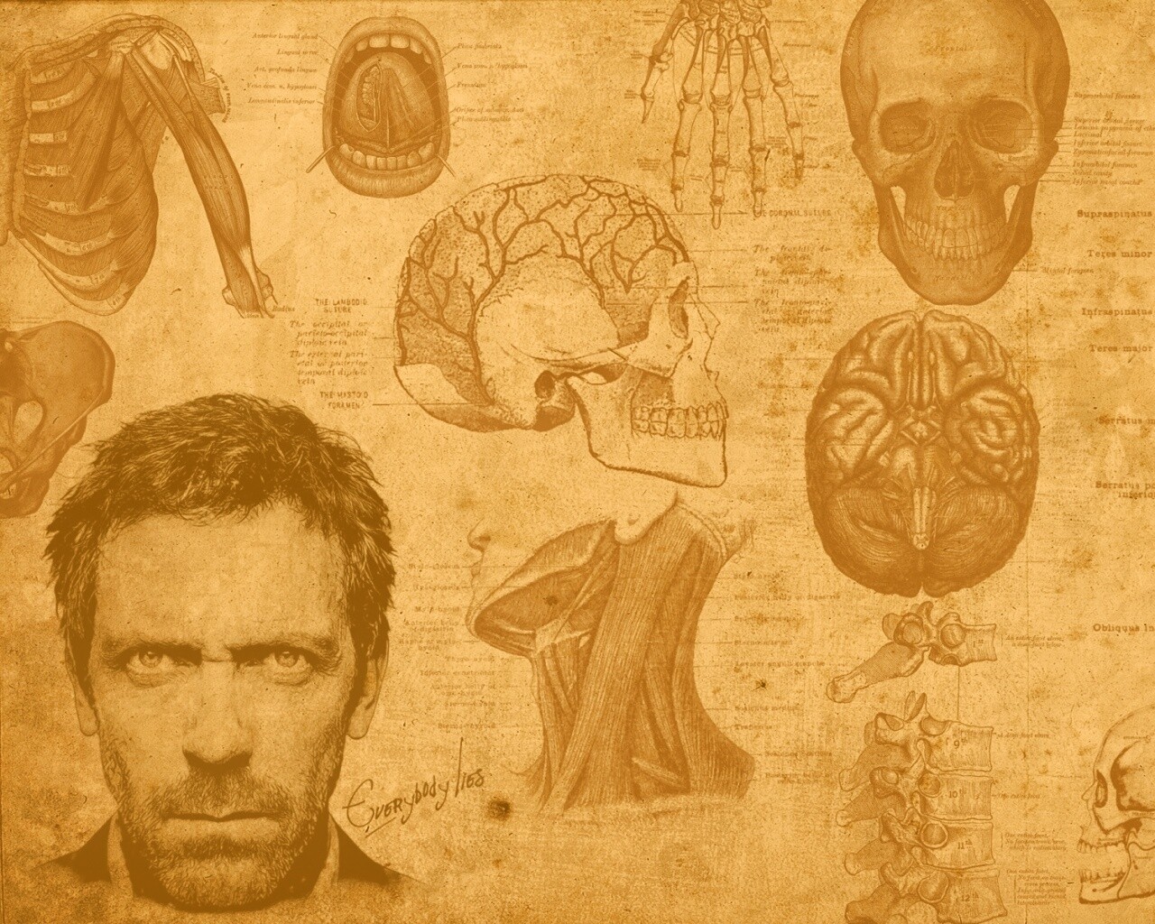 Анатомические рисунки доктора Хауса обои