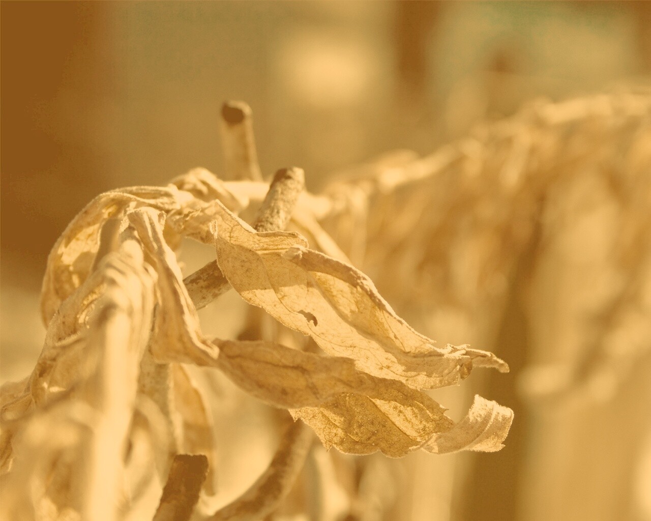 Сухие листья на железном заборе обои