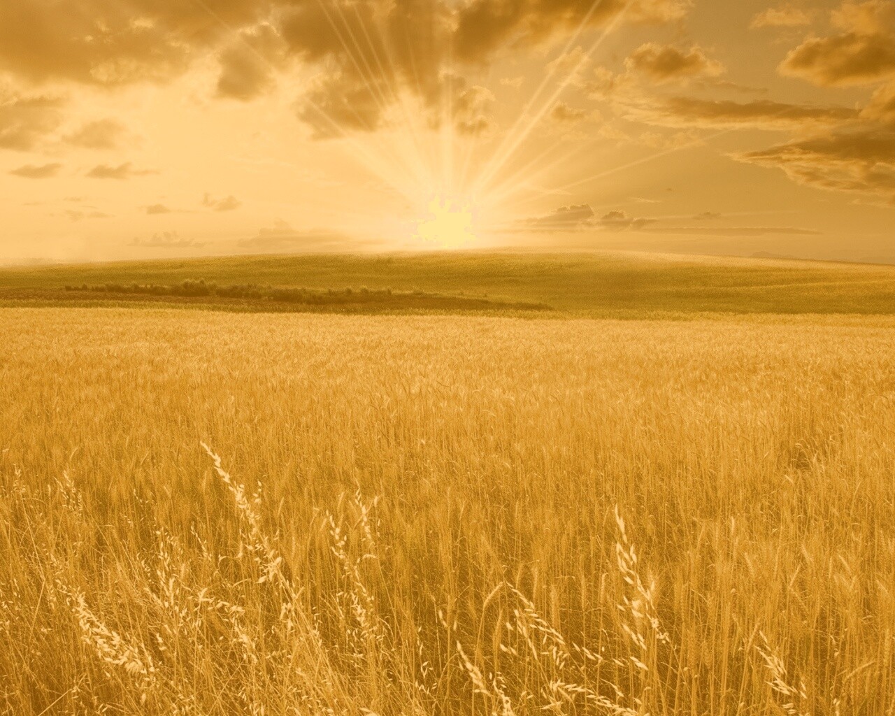 Восход над пшеничным полем обои