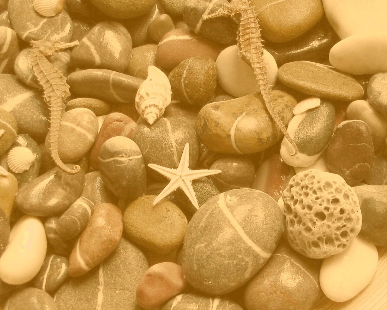 Морские камешки и фауна обои