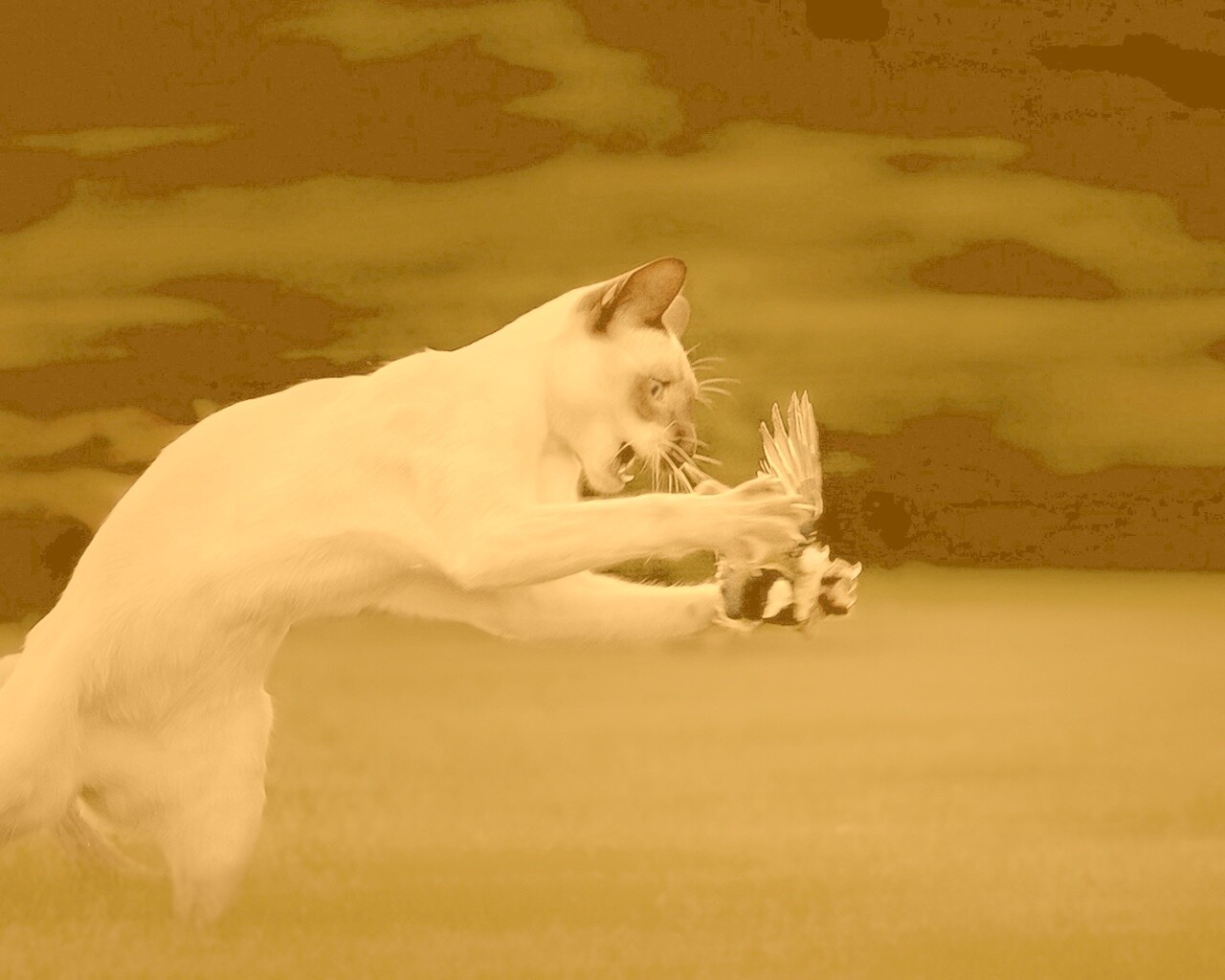 Кошка ловит птичку обои