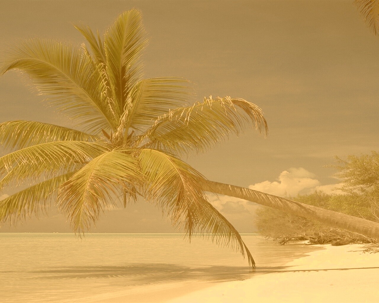 Пальма над водой обои