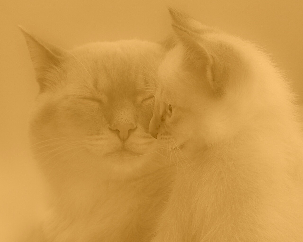 Кошка с котенком обои