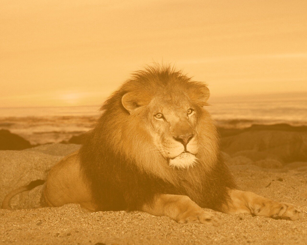 Лев на берегу океана обои