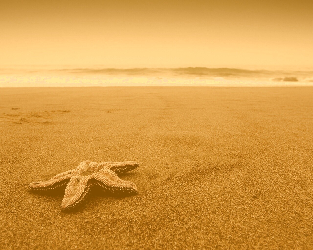 Морская звезда на бесконечном пляже обои