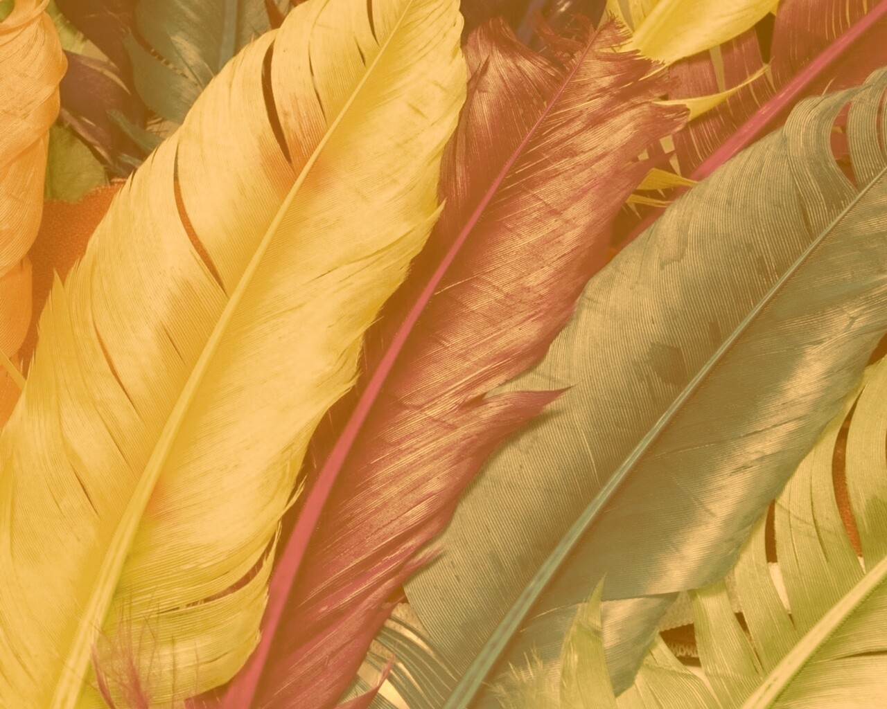 Разноцветные перья обои