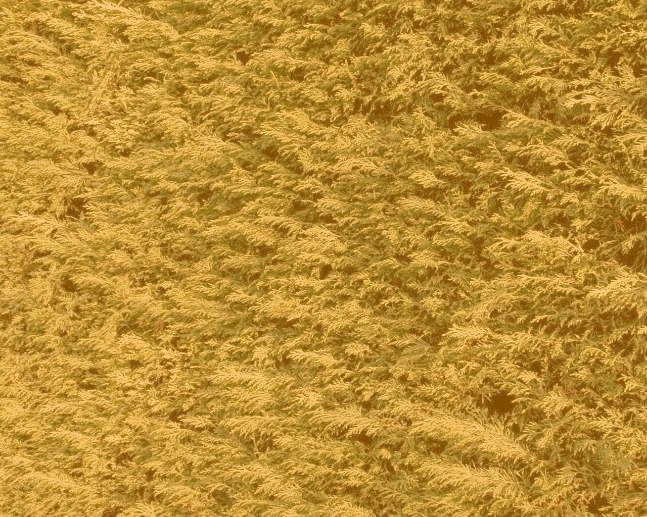 Густые хвойные заросли обои