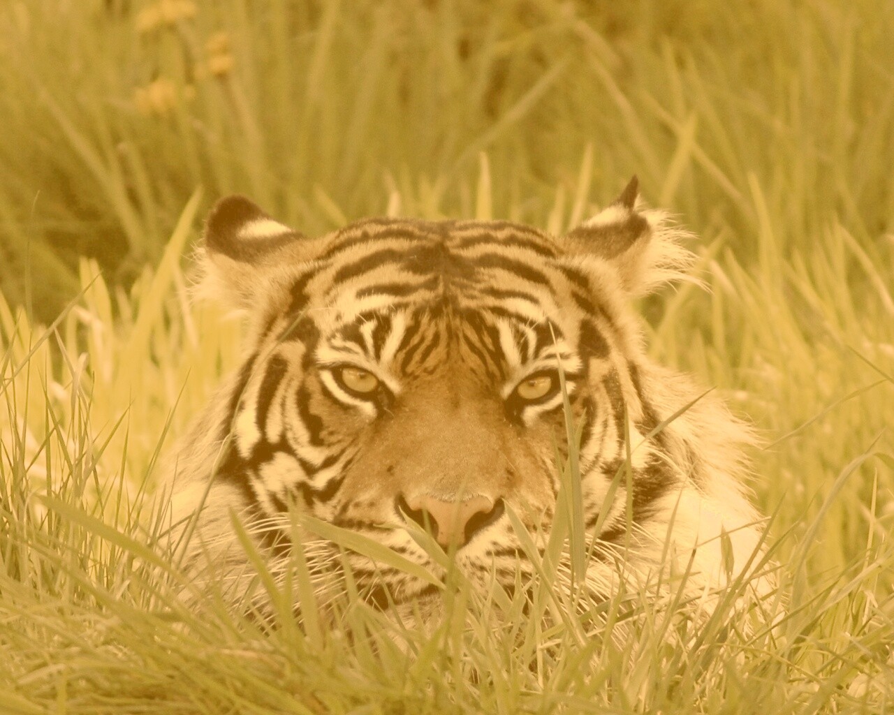 Морда тигра в траве обои