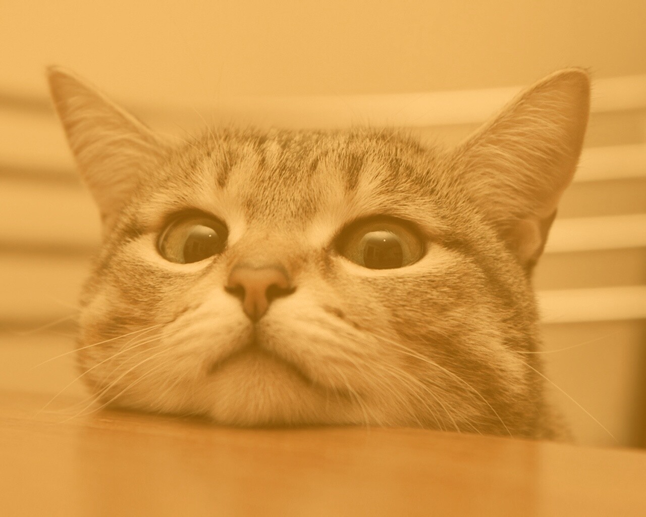 Любопытный котейка обои