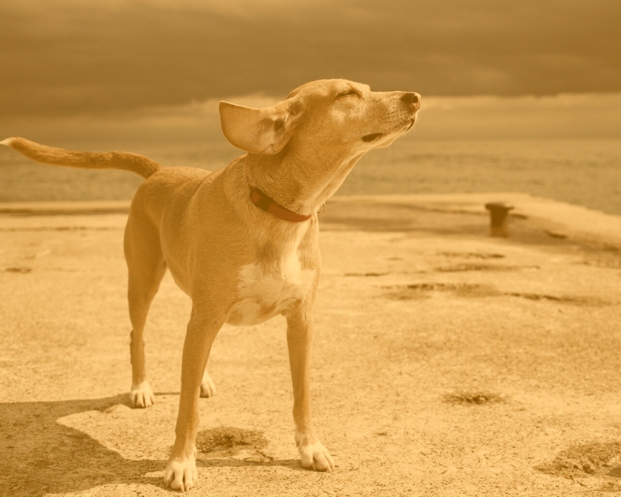 Собака на пирсе обои