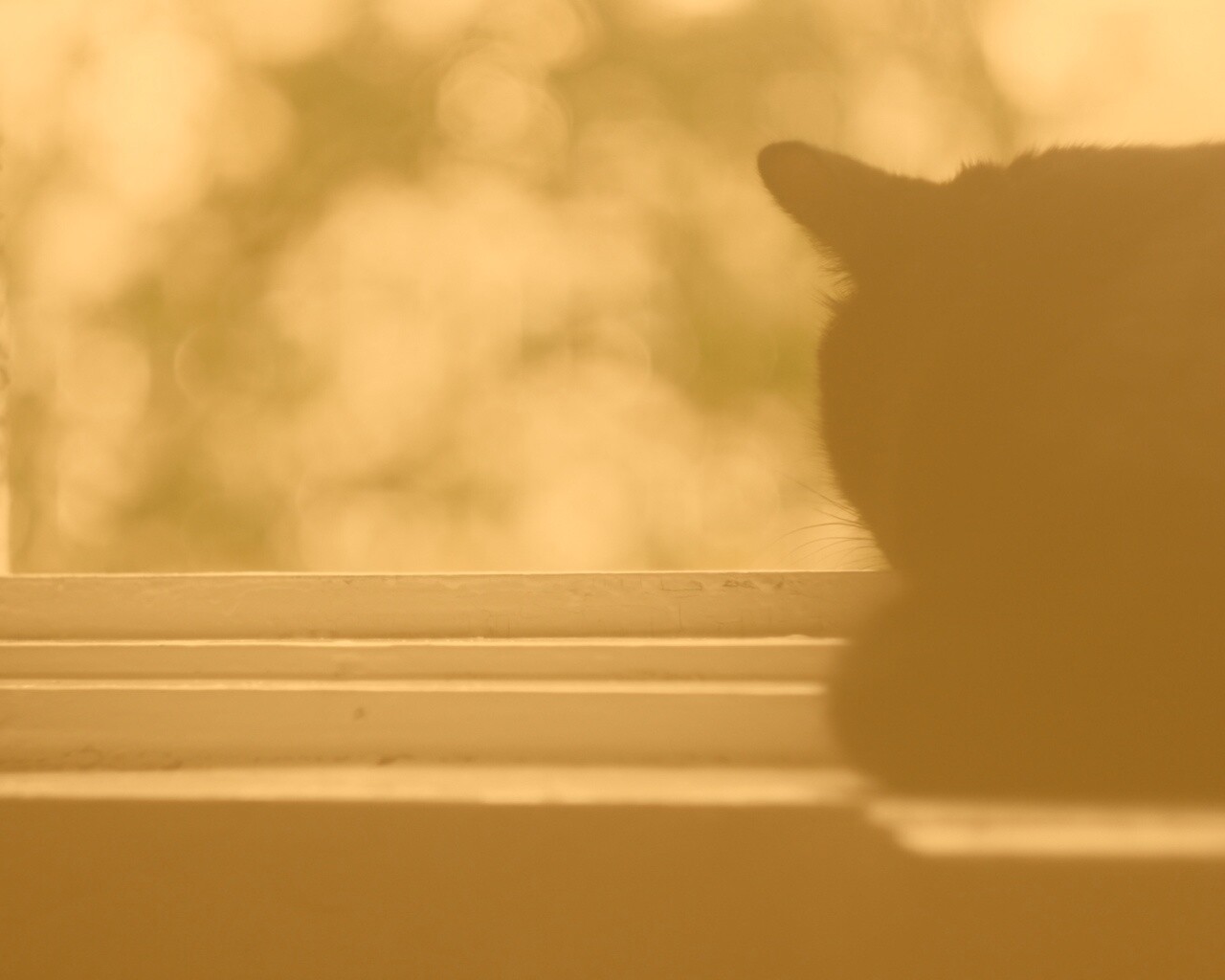 Дремлющий на окне черный кот обои