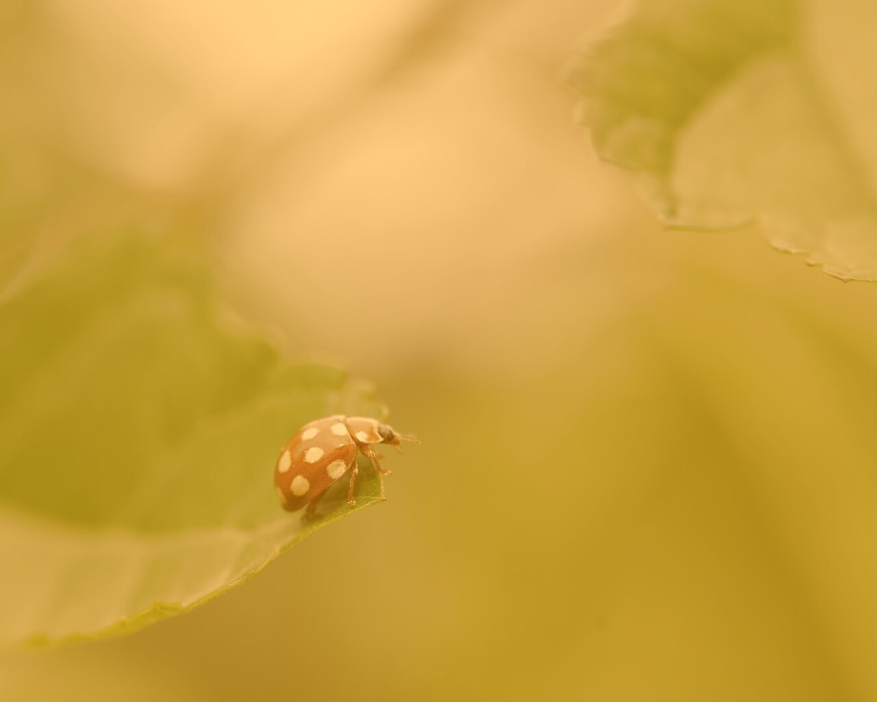 Божья коровка обои