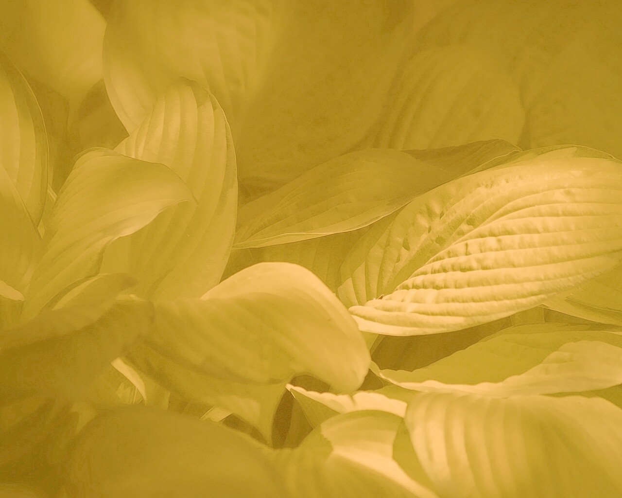 Хитросплетение зеленых листьев обои