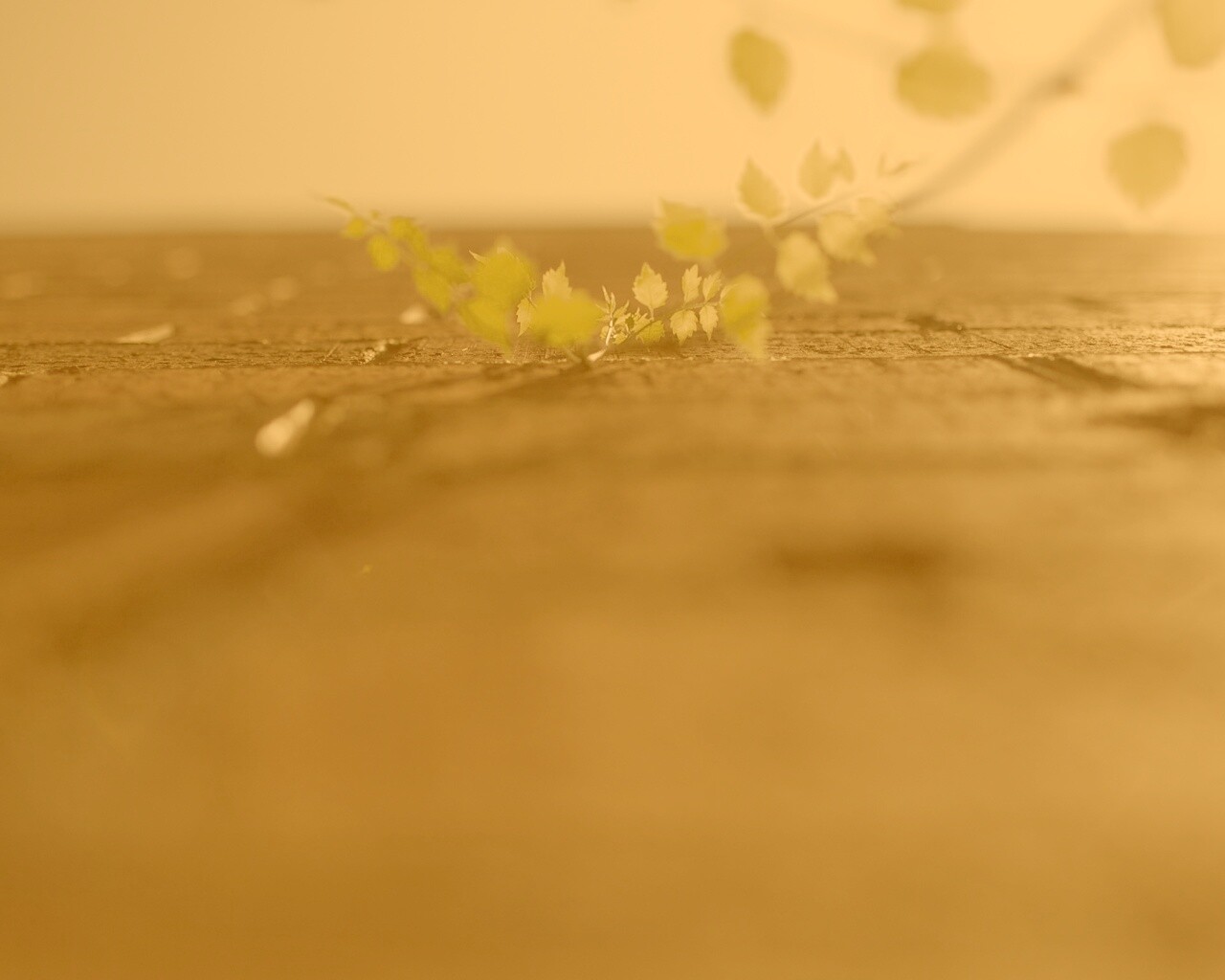 Зеленые ростки в стене обои