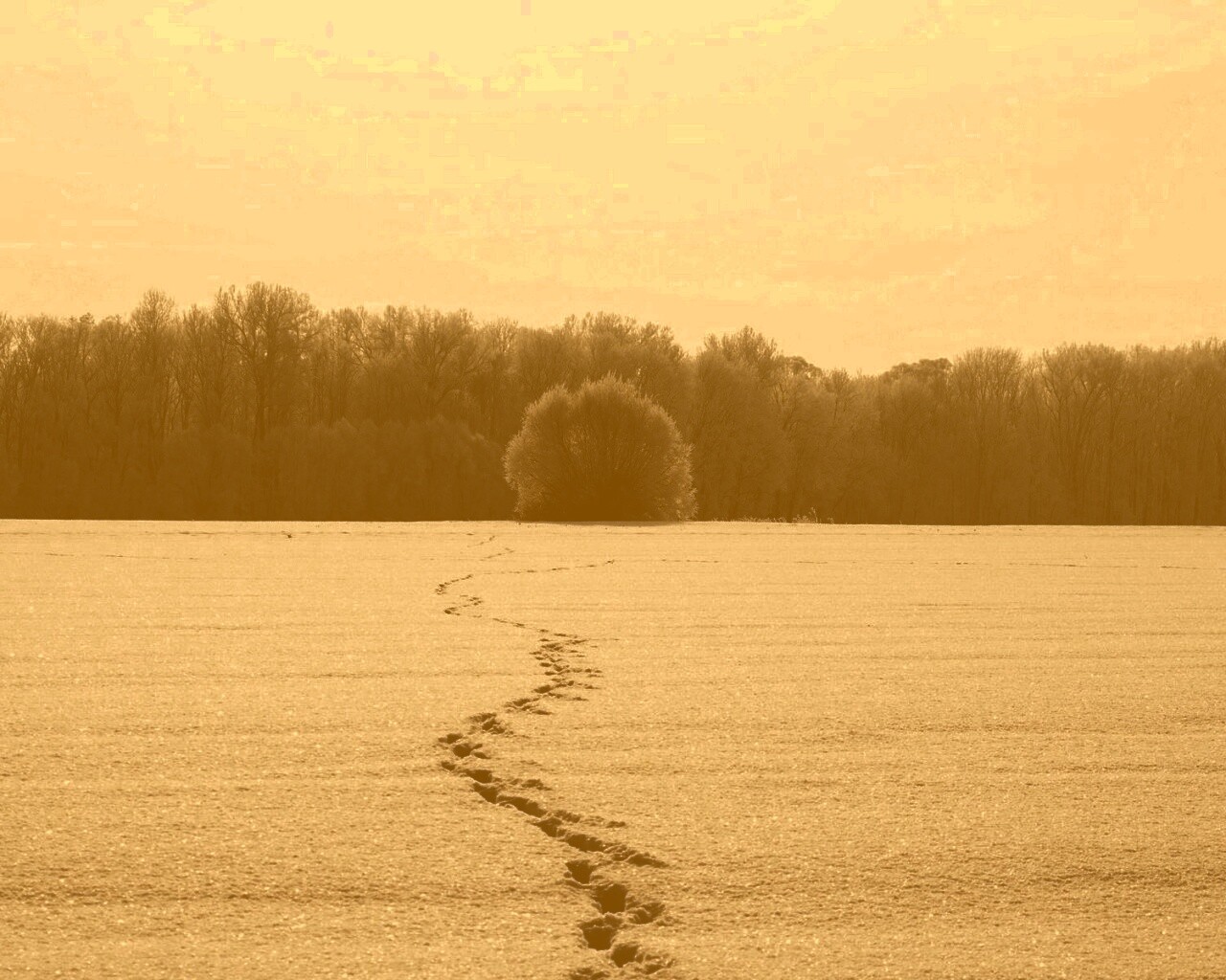 Следы на снегу обои