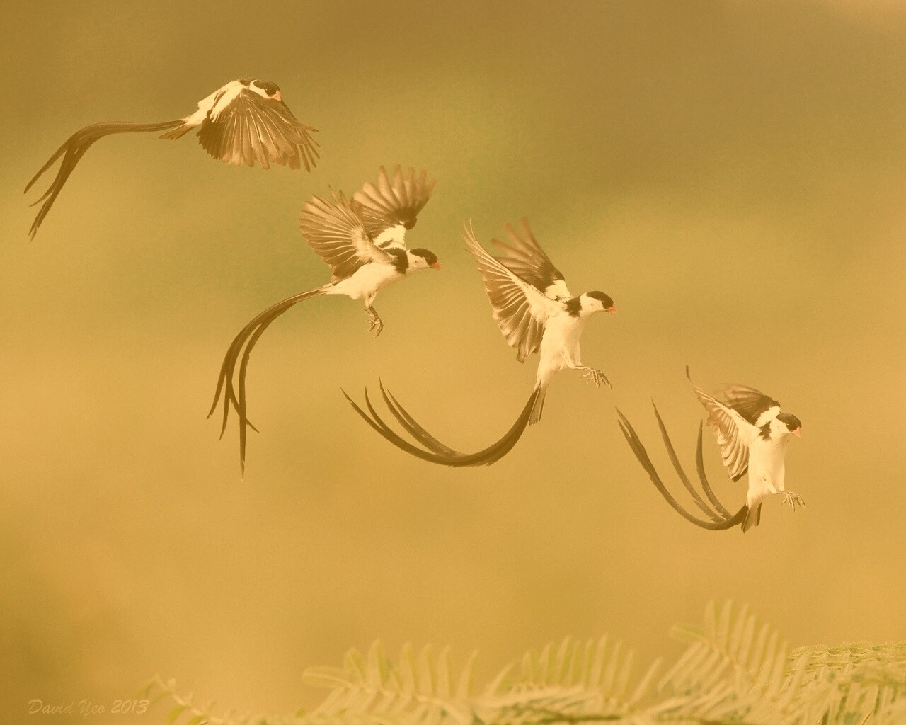 Приземляющаяся птичка обои