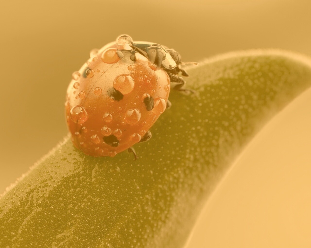 Божья коровка в макро обои