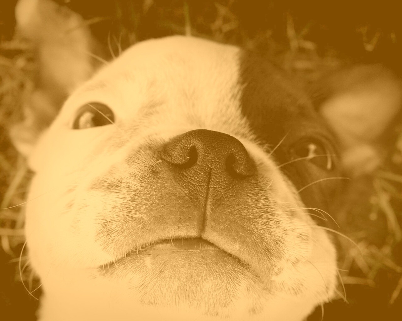 Бостонский терьер обои