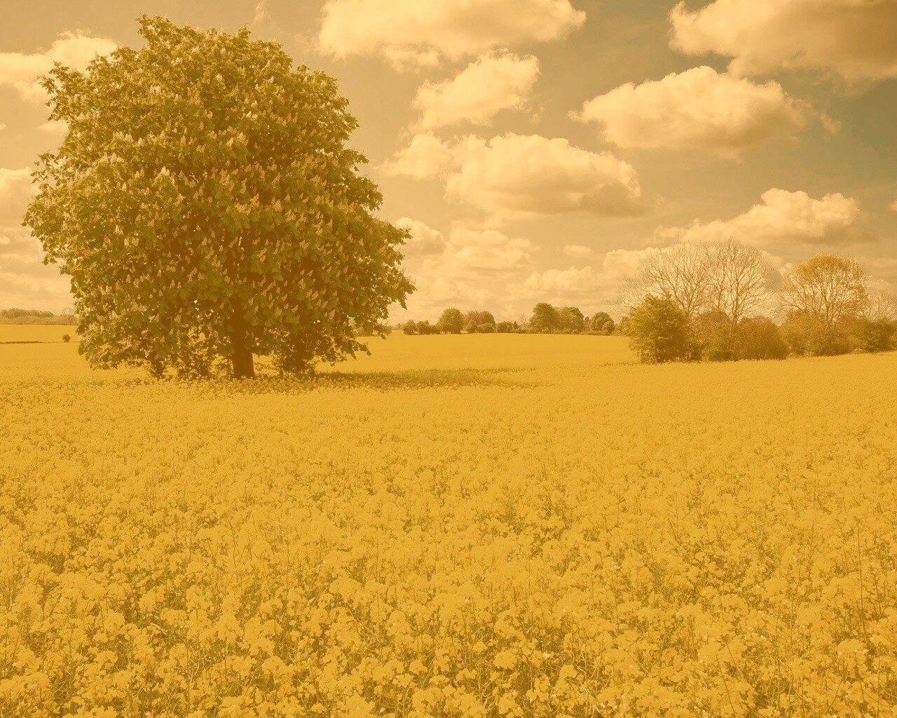 Каштан на цветочном поле обои