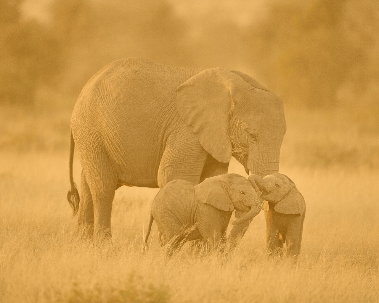 Слоны в национальном парке обои
