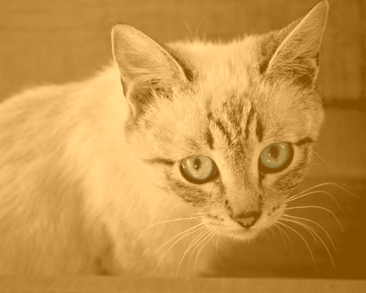 Котенок с синими глазами обои