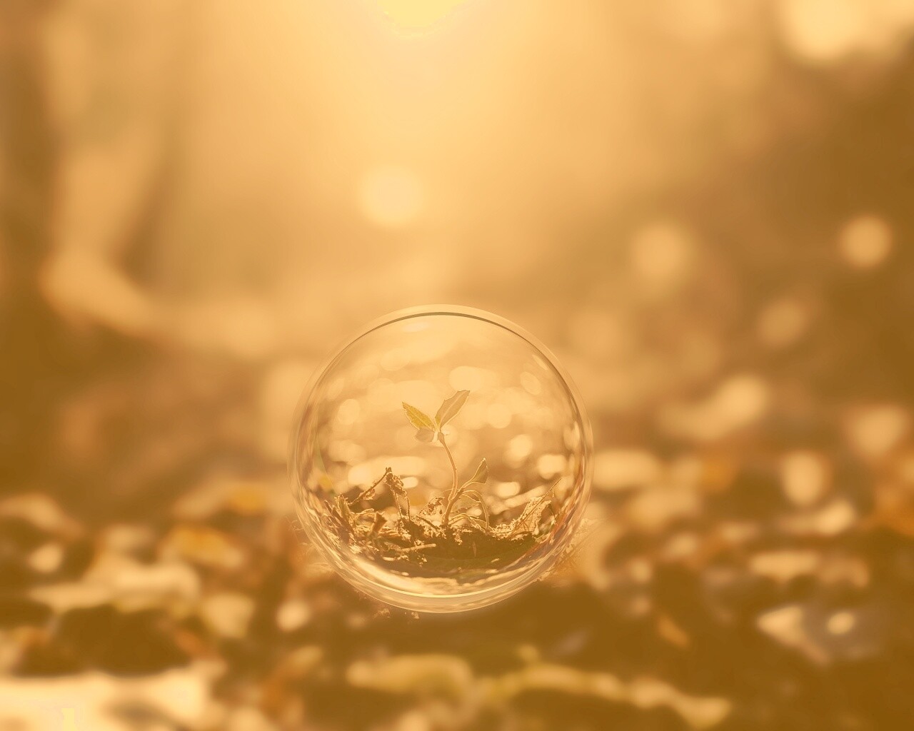 Росток в пузыре обои