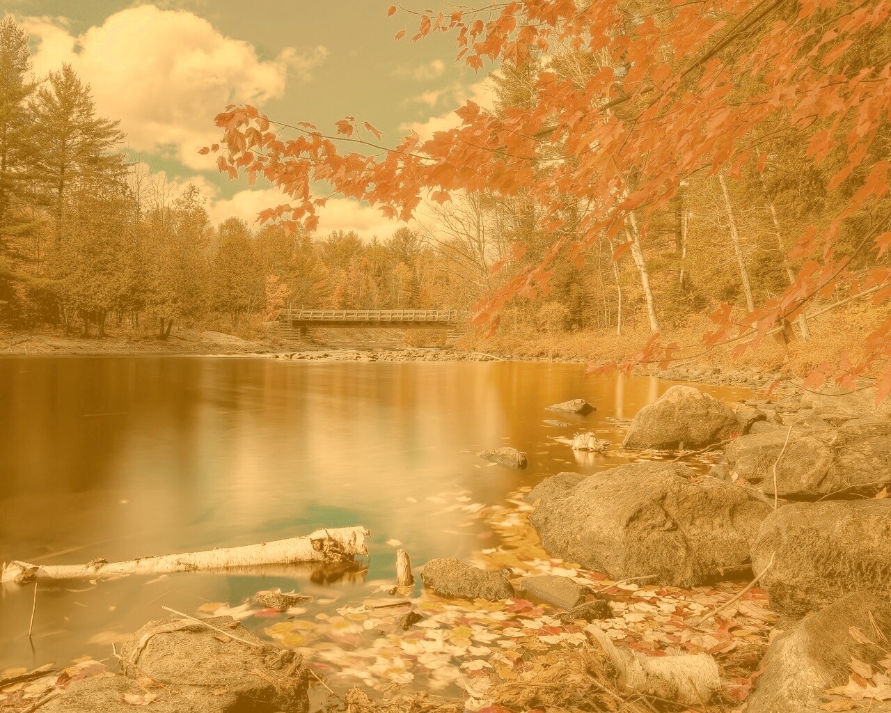 Осенний лес обои