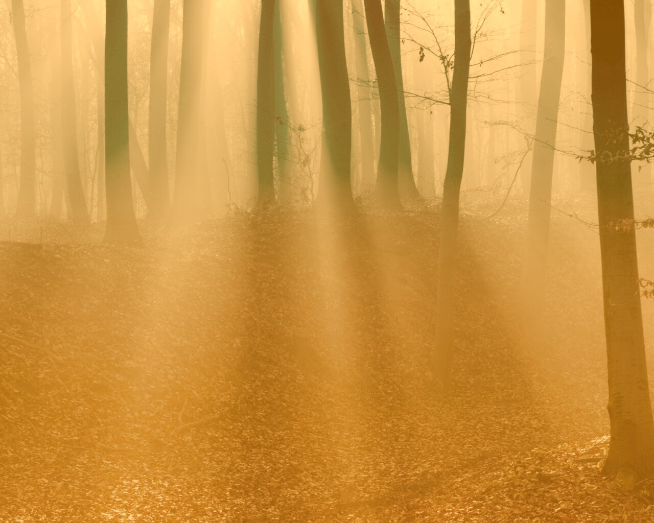 Мистические лес обои