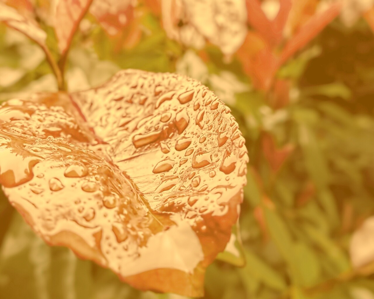 Красный лист в каплях воды обои