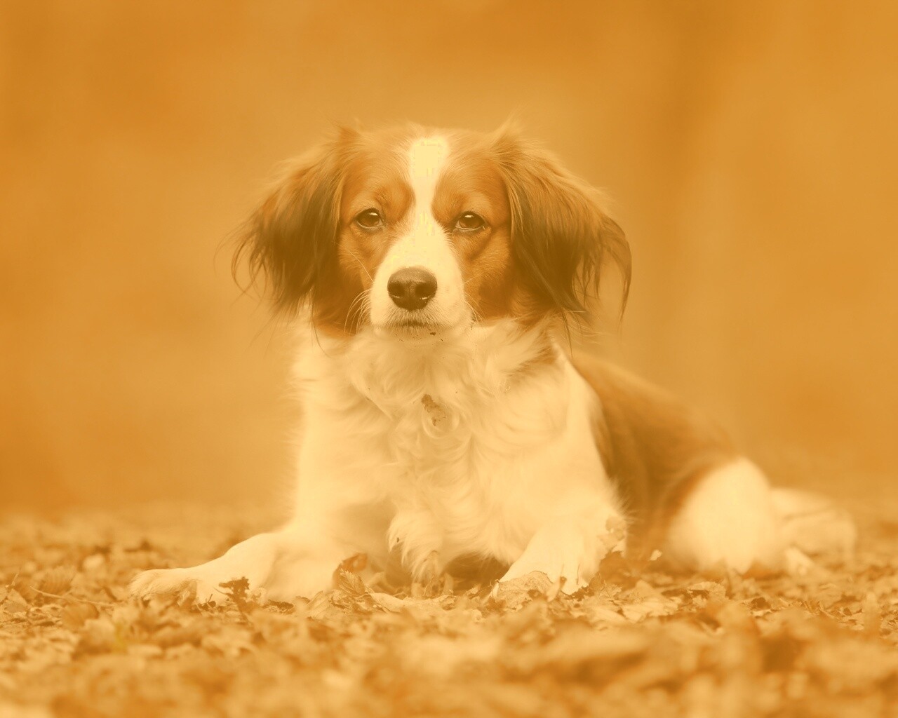 Собака на ковре из осенних листьев обои