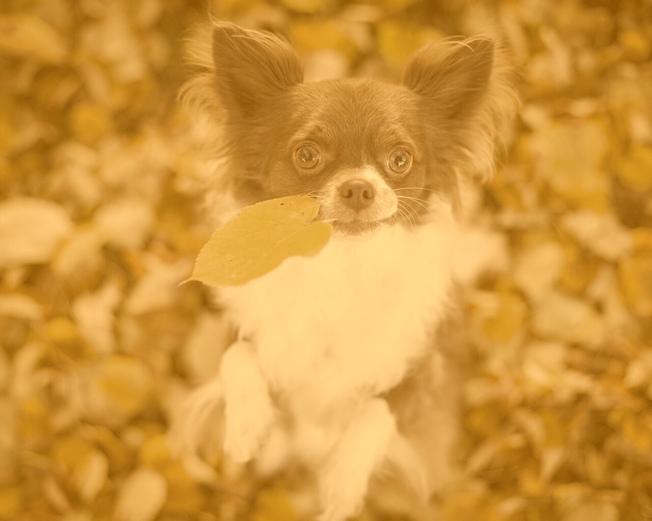 Собачка с листиком в зубах обои