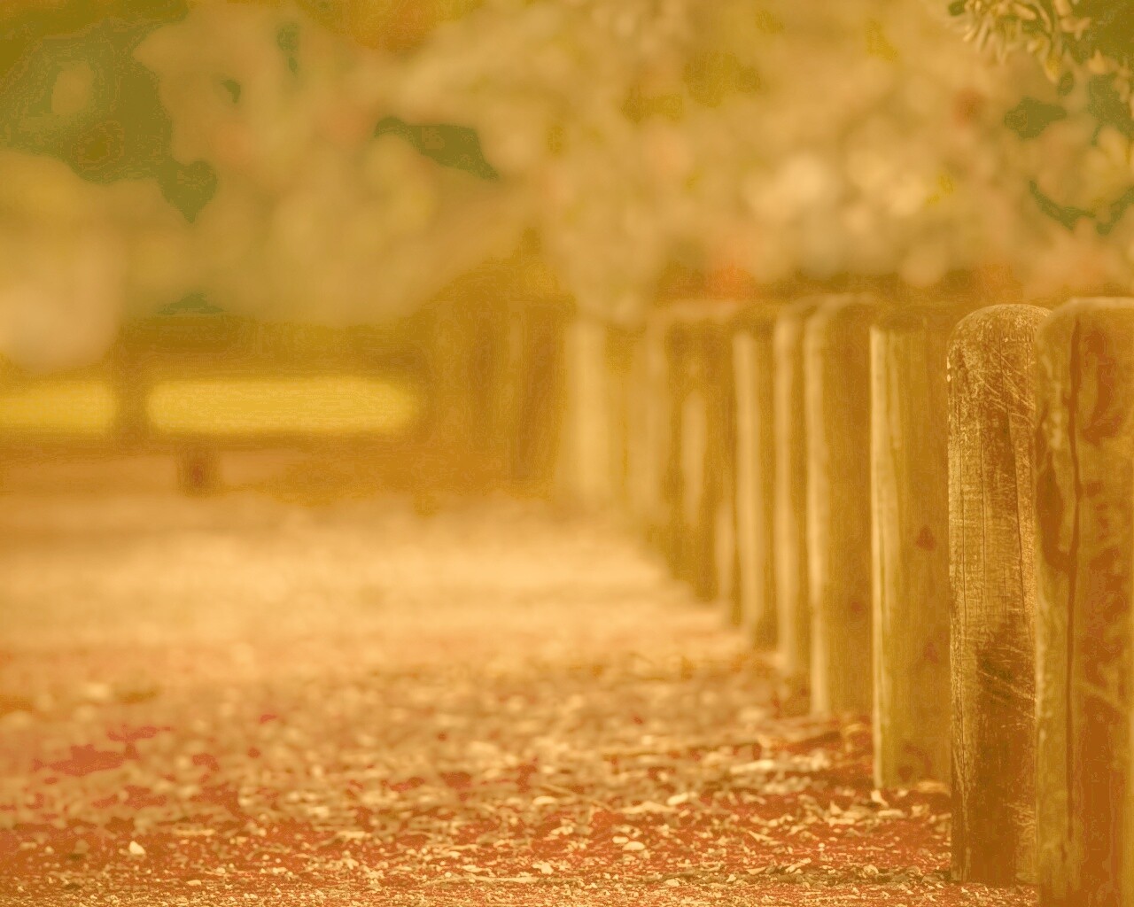 Аллея усеянная листвой обои