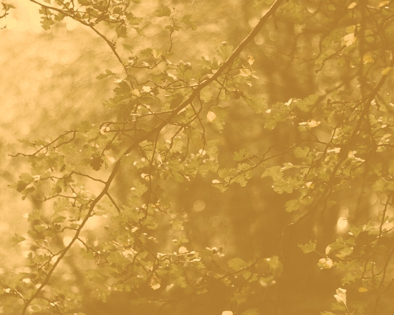 Дубовая зеленая листва обои