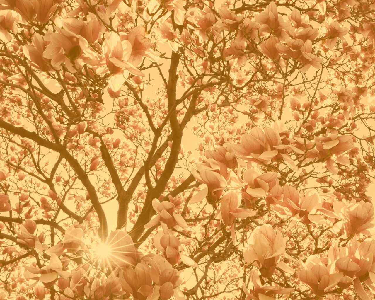 Магнолия обои