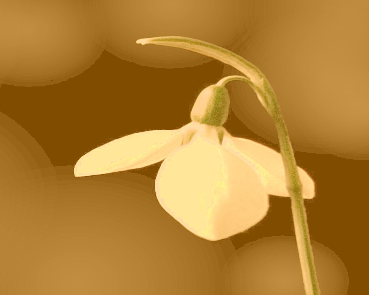 Белый цветок обои