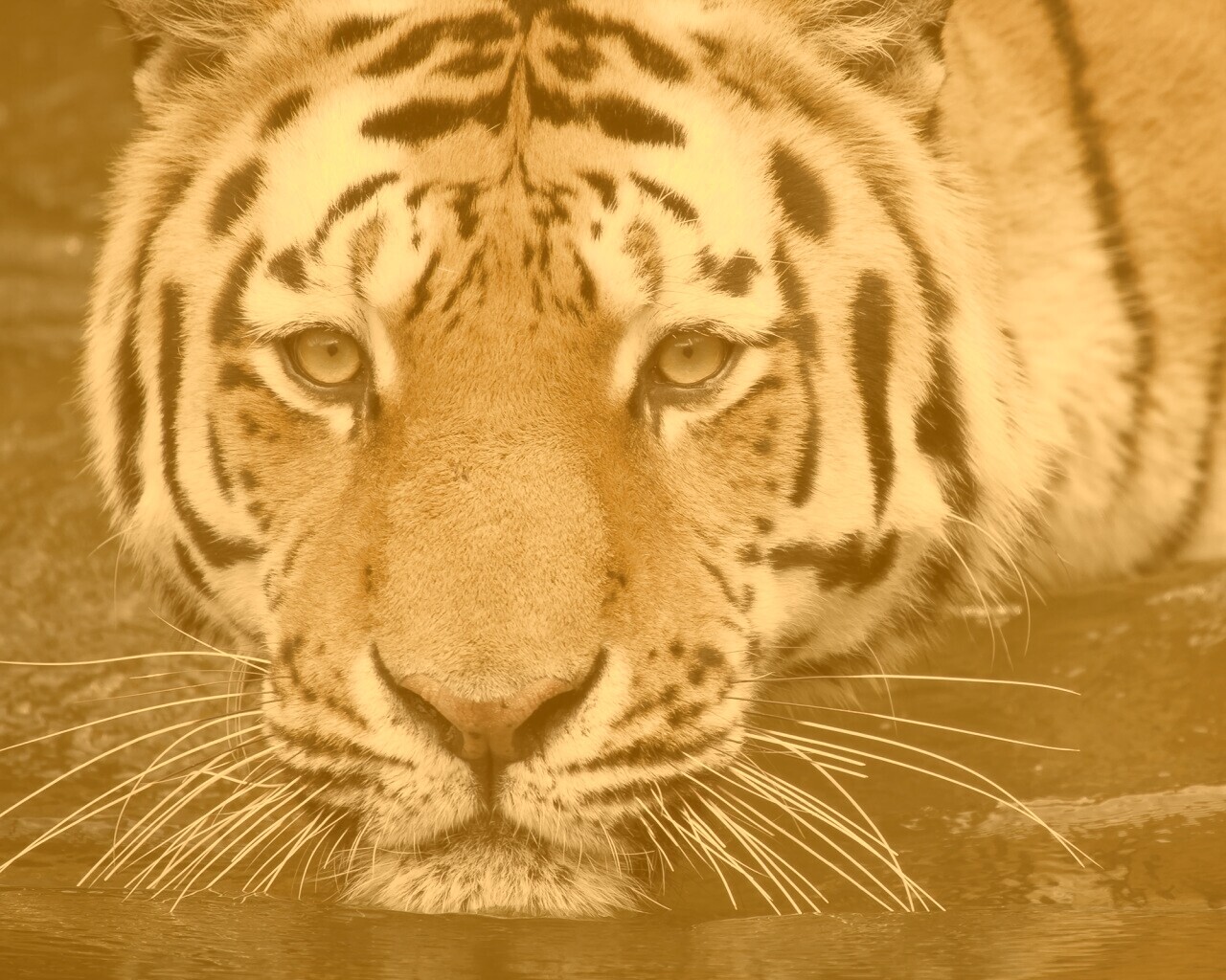 Купание тигра обои