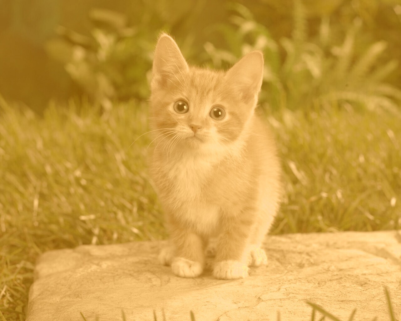 Котенок в саду обои