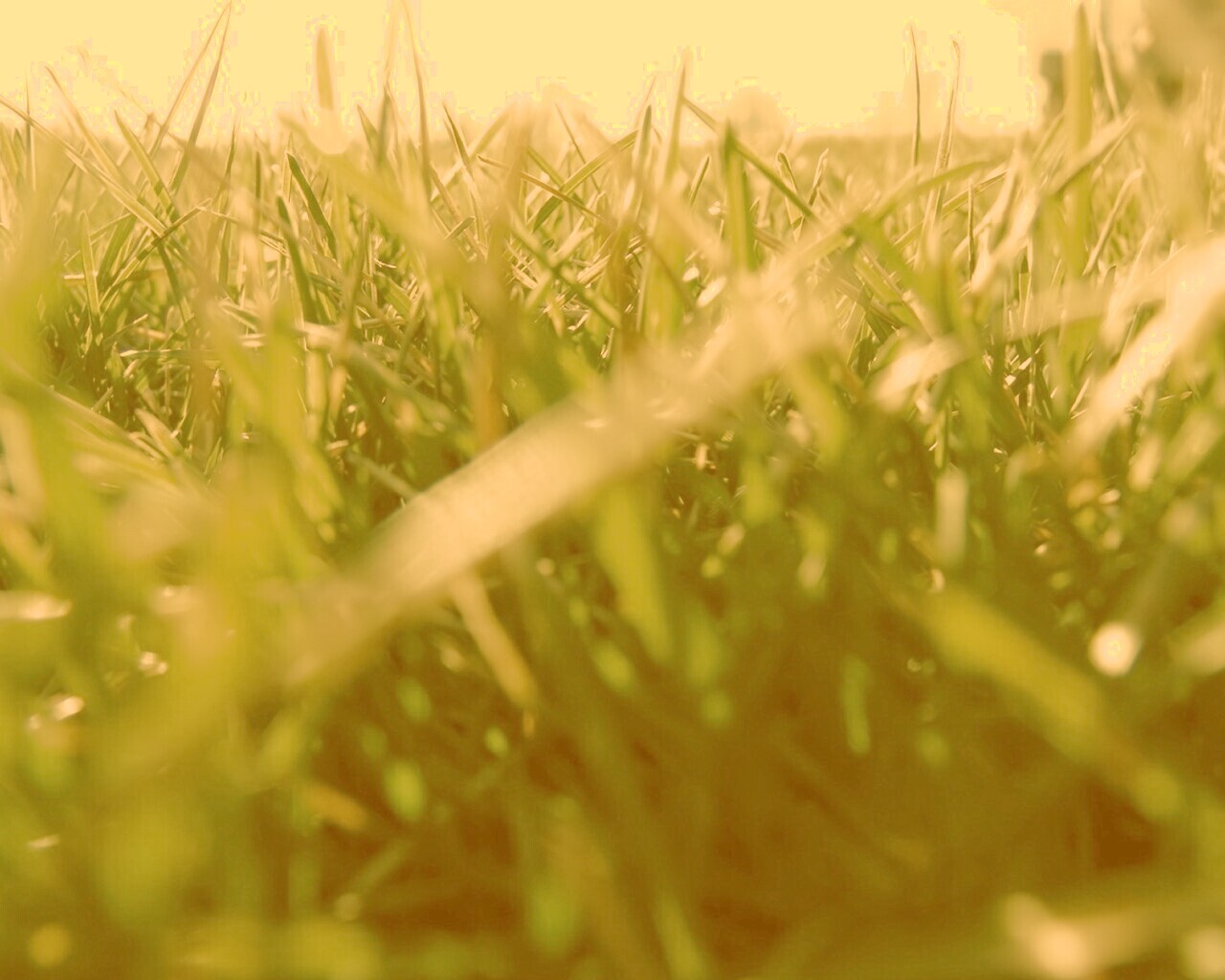 Трава обои
