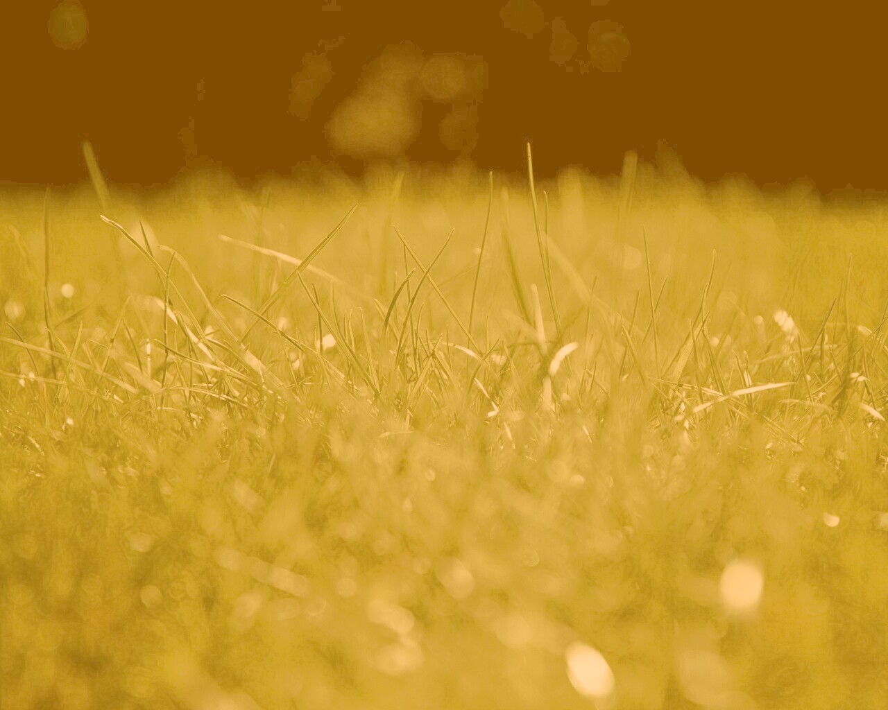 Трава обои