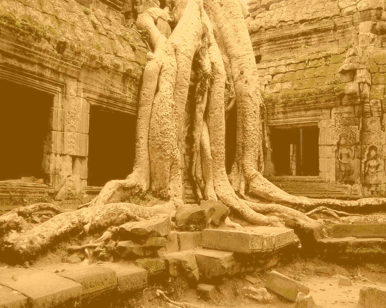 Мощные корни обои