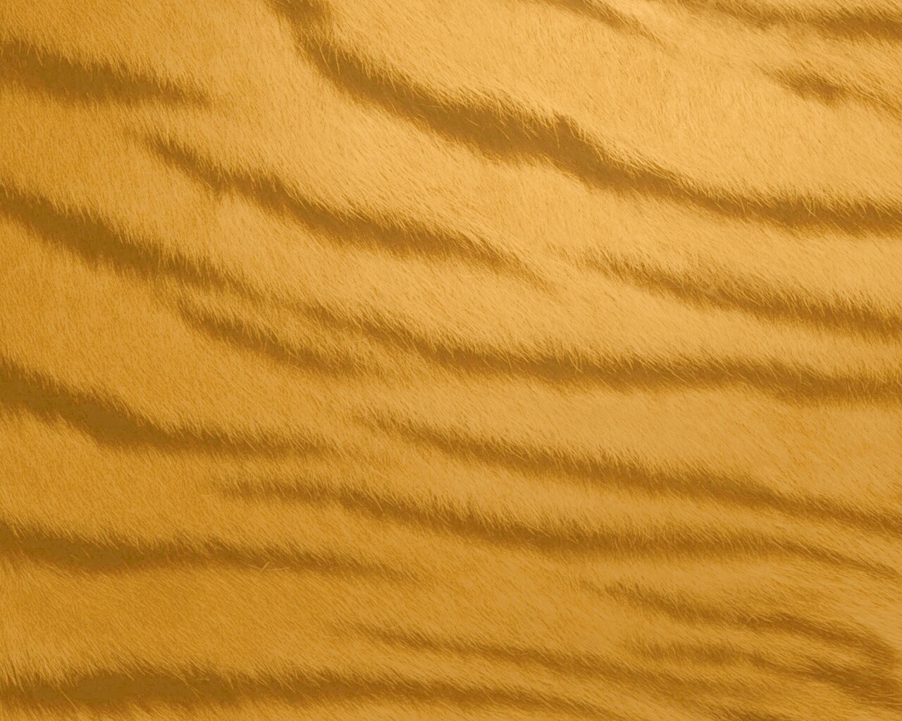 Шкура тигра обои