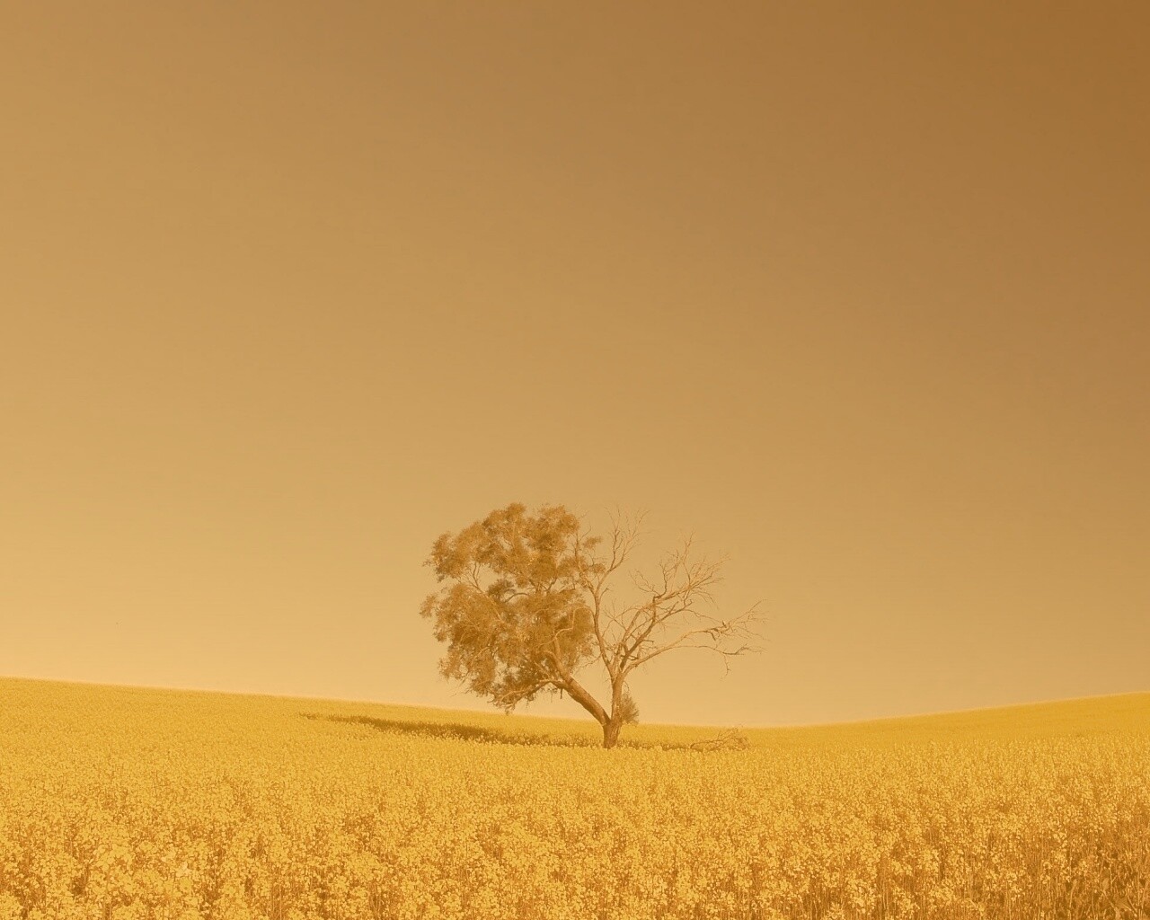Дерево в поле обои